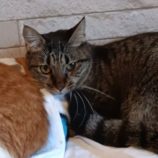 9月16日古河店に参加するにゃんこの大冒険の保護猫03