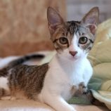 9月16日古河店に参加するにゃんこの大冒険の保護猫04