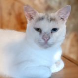 9月16日古河店に参加するにゃんこの大冒険の保護猫05