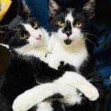 9月16日古河店に参加するにゃんこの大冒険の保護猫06