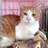 9月16日古河店に参加するにゃんこの大冒険の保護猫07