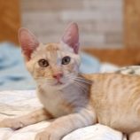 9月16日古河店に参加するにゃんこの大冒険の保護猫08