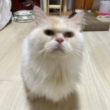 9月8日瑞穂店に参加するまたたび家のの保護猫10