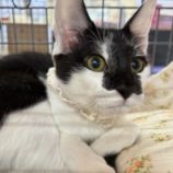 9月8日瑞穂店に参加するまたたび家のの保護猫11