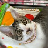 9月8日瑞穂店に参加するまたたび家のの保護猫02