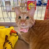 9月8日瑞穂店に参加するまたたび家のの保護猫03