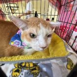 9月8日瑞穂店に参加するまたたび家のの保護猫04