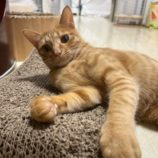 9月8日瑞穂店に参加するまたたび家のの保護猫05