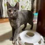 9月8日瑞穂店に参加するまたたび家のの保護猫06