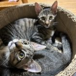 9月8日瑞穂店に参加するまたたび家のの保護猫07