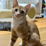 9月8日瑞穂店に参加するまたたび家のの保護猫08