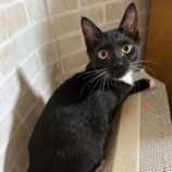 9月8日瑞穂店に参加するまたたび家のの保護猫09