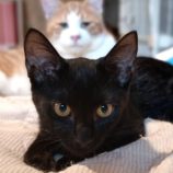 10月6日守谷店に参加するにゃんこの大冒険の保護猫01