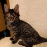 10月6日守谷店に参加するにゃんこの大冒険の保護猫03