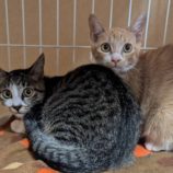 10月6日守谷店に参加するにゃんこの大冒険の保護猫05