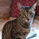 10月6日守谷店に参加するにゃんこの大冒険の保護猫07