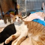 10月6日守谷店に参加するにゃんこの大冒険の保護猫08