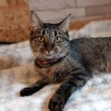 10月6日守谷店に参加するにゃんこの大冒険の保護猫09