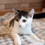 10月6日守谷店に参加するにゃんこの大冒険の保護猫10