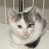 9月8日新田店に参加する猫のへやの保護猫01