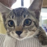 9月8日新田店に参加する猫のへやの保護猫02