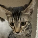 9月8日新田店に参加する猫のへやの保護猫03