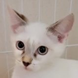 9月8日新田店に参加する猫のへやの保護猫04