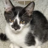 9月8日新田店に参加する猫のへやの保護猫05