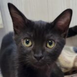 9月8日新田店に参加する猫のへやの保護猫06