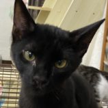 9月8日新田店に参加する猫のへやの保護猫07