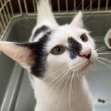 9月8日新田店に参加する猫のへやの保護猫08