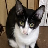 9月8日新田店に参加する猫のへやの保護猫09