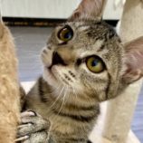 9月15日新田店に参加する猫びよりの保護猫01