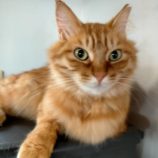 9月15日新田店に参加する猫びよりの保護猫02