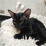 9月15日新田店に参加する猫びよりの保護猫04