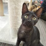 9月15日新田店に参加する猫びよりの保護猫06