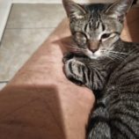 9月15日新田店に参加する猫びよりの保護猫09