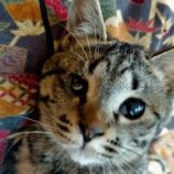 9月15日新田店に参加する猫びよりの保護猫11