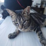 9月15日新田店に参加する猫びよりの保護猫12