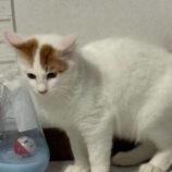 9月15日新田店に参加する猫びよりの保護猫13