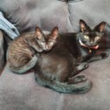 9月15日新田店に参加する猫びよりの保護猫15