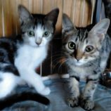 9月15日新田店に参加する猫びよりの保護猫16