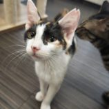 9月15日新田店に参加する猫びよりの保護猫17