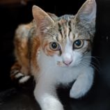 9月22日小山店に参加するにゃんこの大冒険の保護猫01