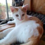 9月22日小山店に参加するにゃんこの大冒険の保護猫02