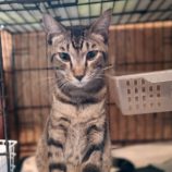 9月22日小山店に参加するにゃんこの大冒険の保護猫04