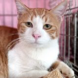 9月22日小山店に参加するにゃんこの大冒険の保護猫05