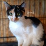 9月22日小山店に参加するにゃんこの大冒険の保護猫06