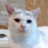 9月22日小山店に参加するにゃんこの大冒険の保護猫07