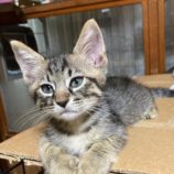 9月21日八千代店に参加する花ねこ千葉の保護猫01